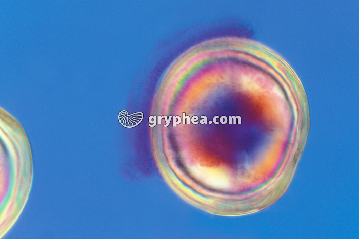 Larve ciliée d'Huitre x100 - gryphea.org